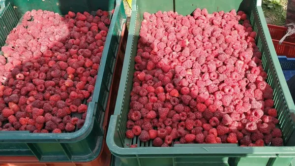 Плодово-ягідний сезон: на який врожай очікують волинські фермери