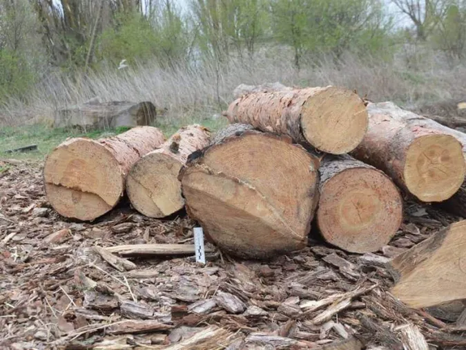 У лісі на Волині – ґвалт через зрізані дуби: що там коїться