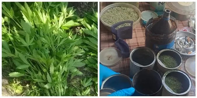 На городі волинянина знайшли 262 кущі конопель, а вдома – майже кілограм канабісу (фото)