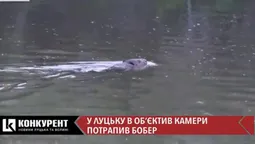 В об’єктив камери у Луцьку потрапив бобер (ВІДЕО)