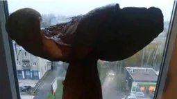 У лісі на Волині жінка знайшла гігантські гриби (фото, відео)