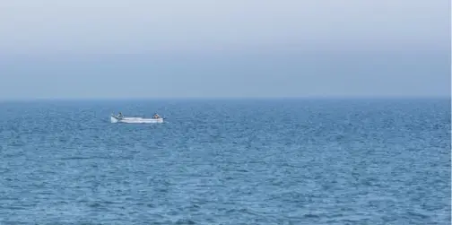 Риба з Тихого океану прижилася в Чорному морі: її ловлять дедалі частіше