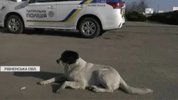 Вселилась душа військового: патрульний чотирилапий Калапуша супроводжує Героїв «на щиті» (відео)