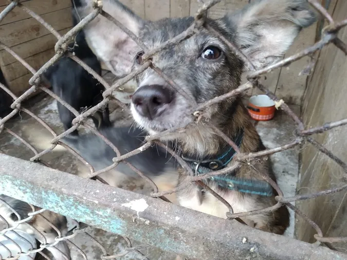 У Луцьку в жінки забрали собак, яких вона підбирала на вулицях і не лікувала