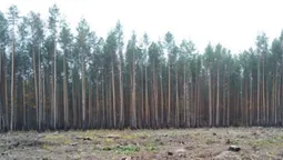 На Волині експосадовців лісової галузі підозрюють у незаконній вирубці на понад 21 мільйон