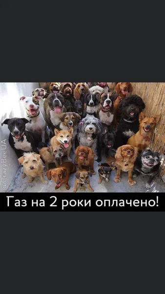 «У вас готівка?» «У мене собака», – соцмережі кепкують із нового конфузу Брагара