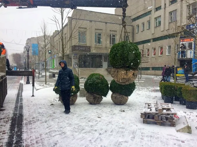 На Лесі України в Луцьку почали висаджувати кущі (фото)