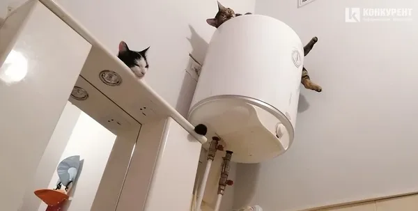 Затишок у домі чи коти