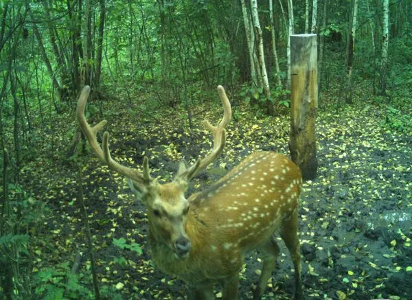 Дикі мешканці «Цуманської пущі» потрапили у фотопастки (фото)