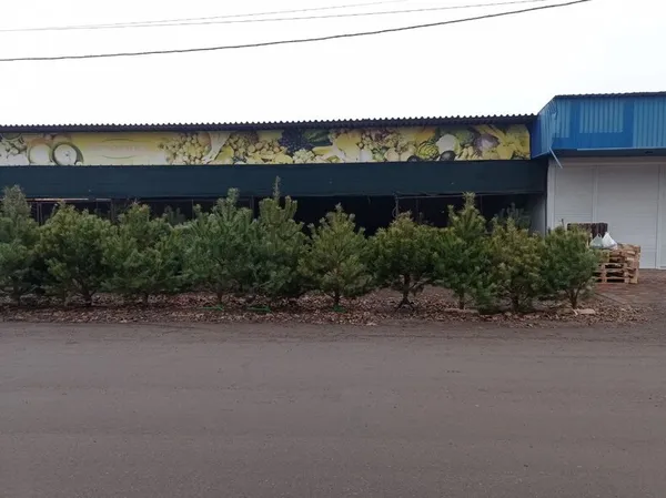 У Краматорську найбільше продають ялинок саме з Волині (фото)