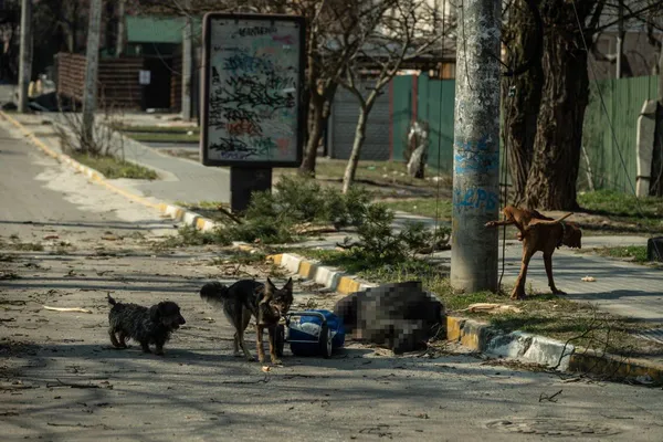 Ірпінь в руїнах: спалені Біблії і загублений дитячий кросівок (фоторепортаж)