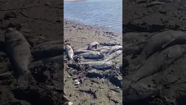 Крига скувала до самого дна: у ставку біля Луцька загинула вся риба (фото, відео)