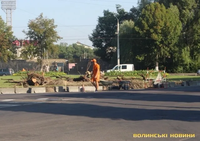 Чому зрізали дерево біля істфаку в Луцьку (фото)