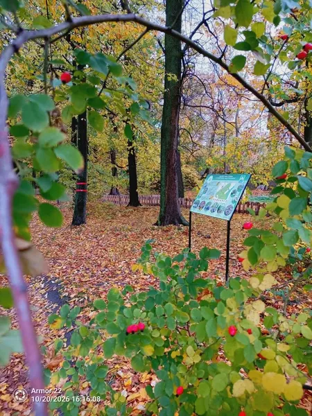 На Волині восени продовжують цвісти кульбаби та цикорій: що помітили на Стоході (фото)