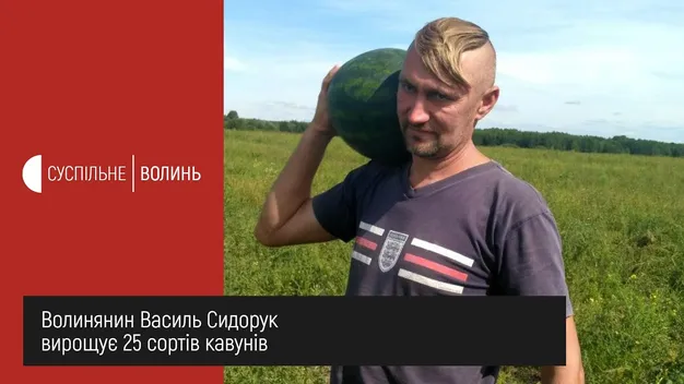 Як і де на Волині вирощують кавуни (відео)