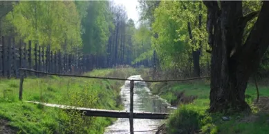 Колись їх винищили, а тепер вони знову ходять лісами: де на Волині живуть тварини-велетні вагою до тонни (фото)