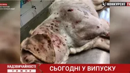 Надзвичайності тижня: викинулась з вікна; собаку розстріляли дробовиком; згорів ексдиректор гімназії (відео)