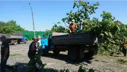 У Луцьку розбирають Лесин ясен: дерево законсервують (фото)