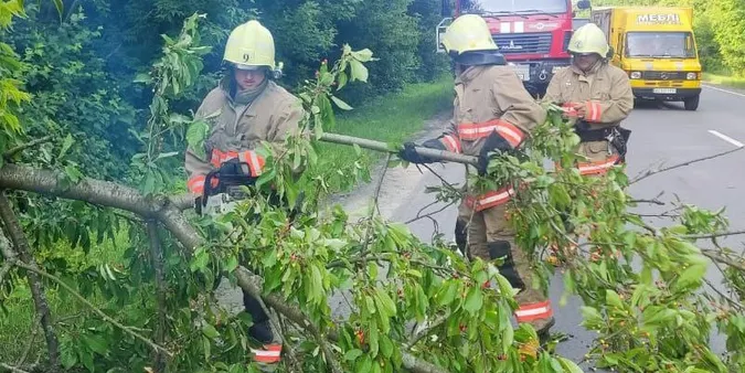 У Луцькому районі через дерево на дорозі зупинився рух транспорту (фото)