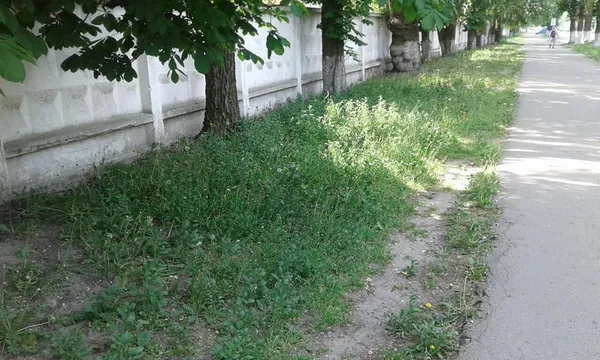 У Луцьку голів ОСББ штрафуватимуть за нескошену траву (фото)
