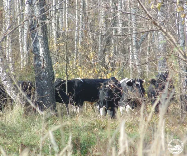 У Чорнобильському заповіднику натрапили на стадо здичавілих корів і табун коней Пржевальського (фото)