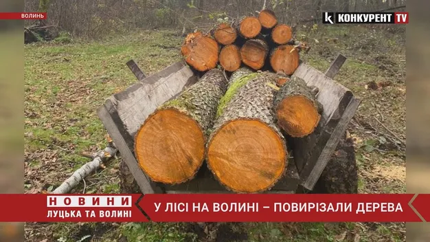 Зловили 21-річного волинянина, який рубав вільху у заповіднику (фото, відео)
