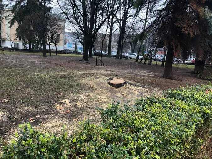 На меморіалі в Луцьку зрізали всохлі ялинки (фотофакт)
