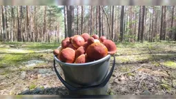 Корисний для серця та захищає від раку: на Волині цілющий гриб захоплює ліси (відео)