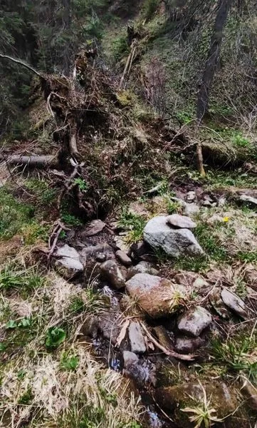 На ухилянтів у горах чатують ведмеді (фото)