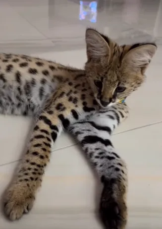 😼 Луцька блогерка показала свою хижу кицьку (відео)