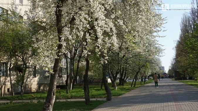 Сонце, квіти і коти: Луцьк заполонила справжня весна (фото)