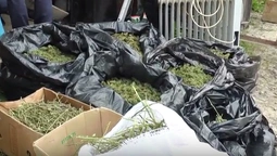 Зброя, наркотики, бурштин: що знайшли у гаражі лучанина (відео)