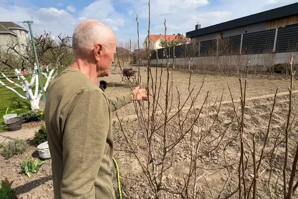 Під Луцьком 74-річний господар вирощує сотні магнолій (фото, відео)