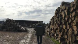 На Волині арештували понад 600 кубів незаконної деревини (фото, відео)