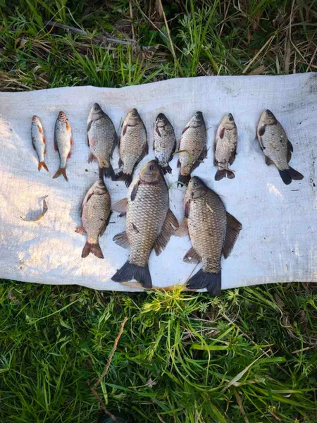 На Волині браконьєри виловили риби майже на пів мільйона гривень (фото)