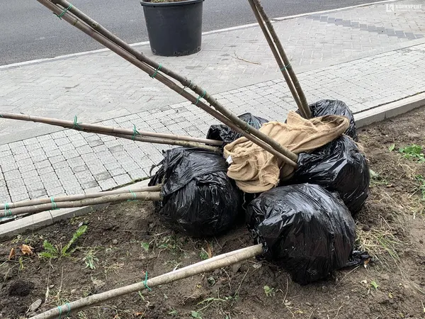 На проспекті Волі у Луцьку почали висаджувати дерева (фото)