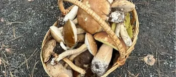 Ледь вмістилися у кошики: на Маневиччині показали грибний врожай (фото)