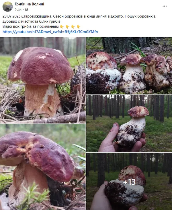 Найгрибніші місця Волині: куди податися на «тихе полювання» (фото)