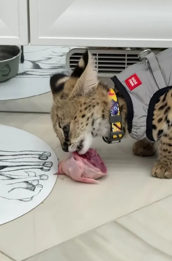 😼 Луцька блогерка показала свою хижу кицьку (відео)