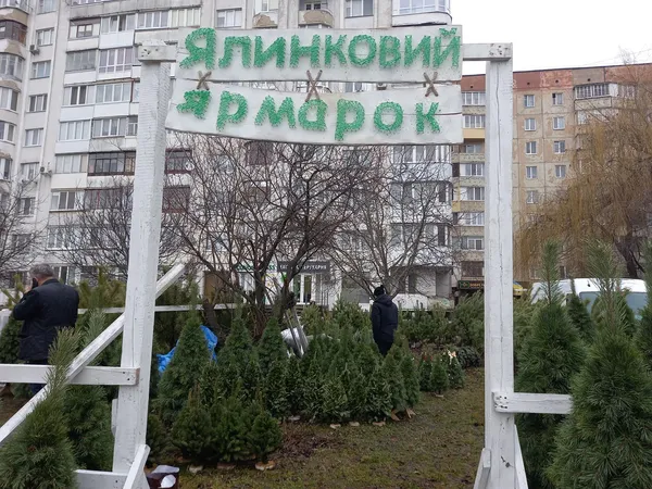 Від 80 до 800 гривень: які живі ялинки вже можна купити в Луцьку (фото, відео)