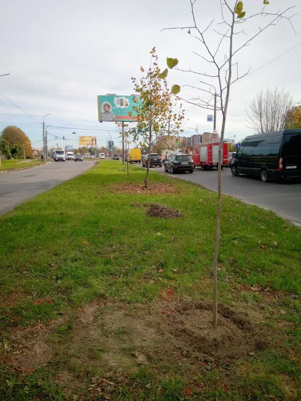 Парки, сквери, вулиці: у Луцькій громаді восени висадили 254 дерева та 285 кущів (фото)
