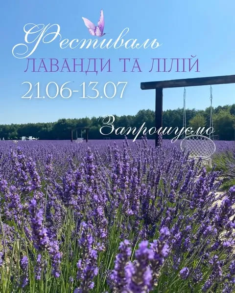 «Волинська Голландія» відкриває лавандове поле: де та коли (фото)