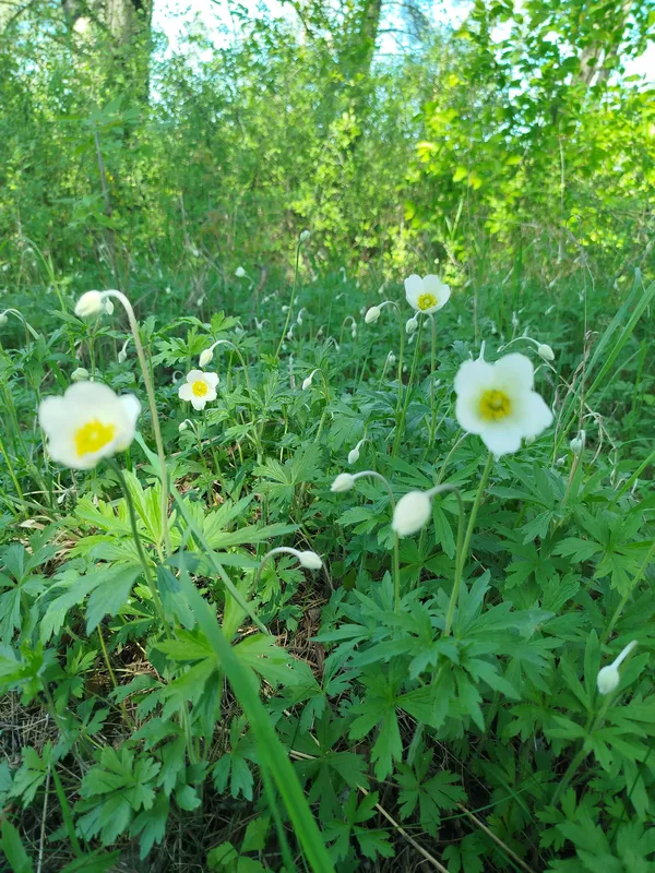 На Волині зафіксували масове цвітіння рідкісної квітки