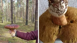 На Волині знайшли велетенського королівського боровика