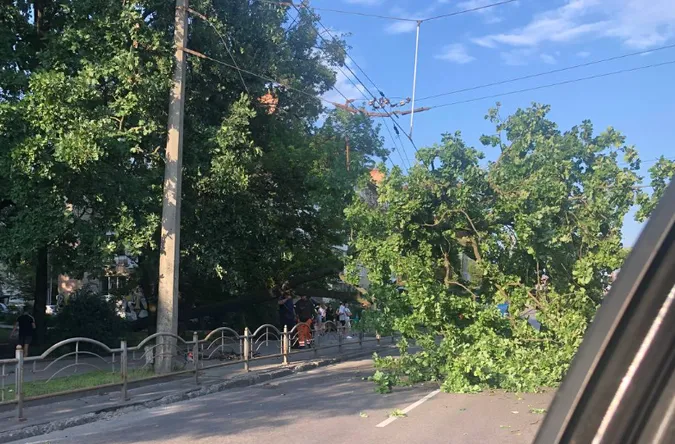 На проспекті Перемоги в Луцьку дерево обірвало тролейбусну лінію (фото)