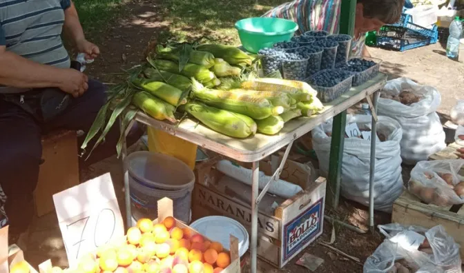 Все стрімко дешевшає: яка ціна на молоду кукурудзу, картоплю, огірки та кабачки на луцькому ринку (фото)