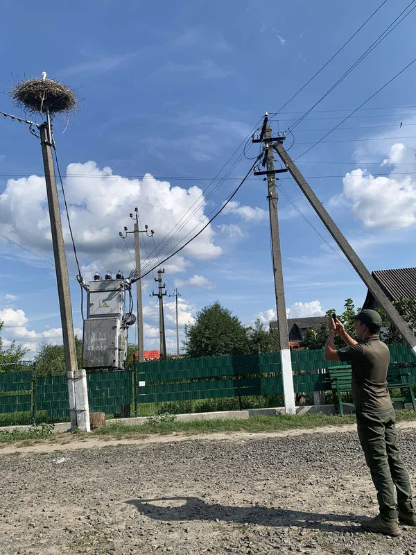 У Цуманській пущі рахували великих і маленьких лелек (фото)