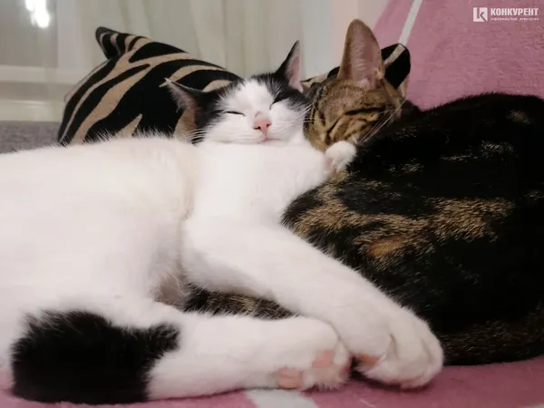Затишок у домі чи коти