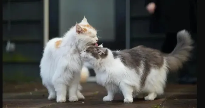 Чому коти часто облизують одне одного
