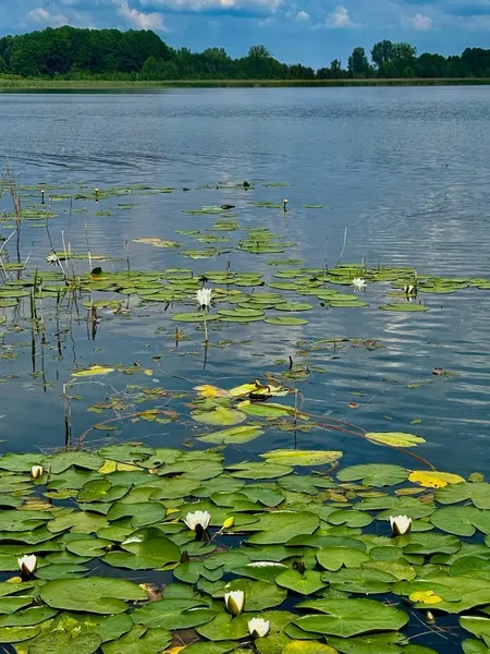 На Волині перевірили озеро Велике Чорне: що показали аналізи води (фото)